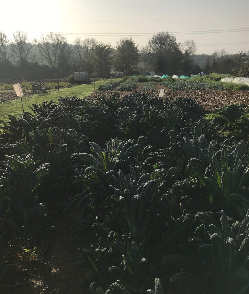 This image has an empty alt attribute; its file name is November-farm-868x1024.jpg